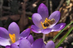 Frühling im Februar