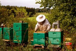 Bienenpflege, Begasen mit Oxalsäure, Vorsorge gegen Milben