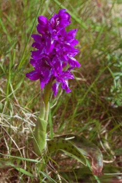geflecktes Knabenkraut, Wildlume